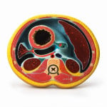 Human Abdomen Section